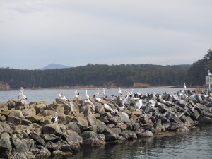 Sydney to Melbourne-028